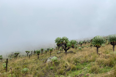 Haz senderismo por los encantadores Siete Estanques de los AberdaresRecogida en Naivasha