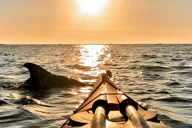 Tierra Verde FL: Coastal Kayaking Tour in Shell Key Single Kayak