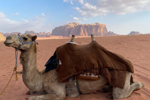 Wadi Rum: Przejażdżka na wielbłądzie z degustacją tradycyjnej herbaty