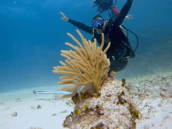 Puerto Morelos: inmersión con 2 tanques en un parque marino protegido