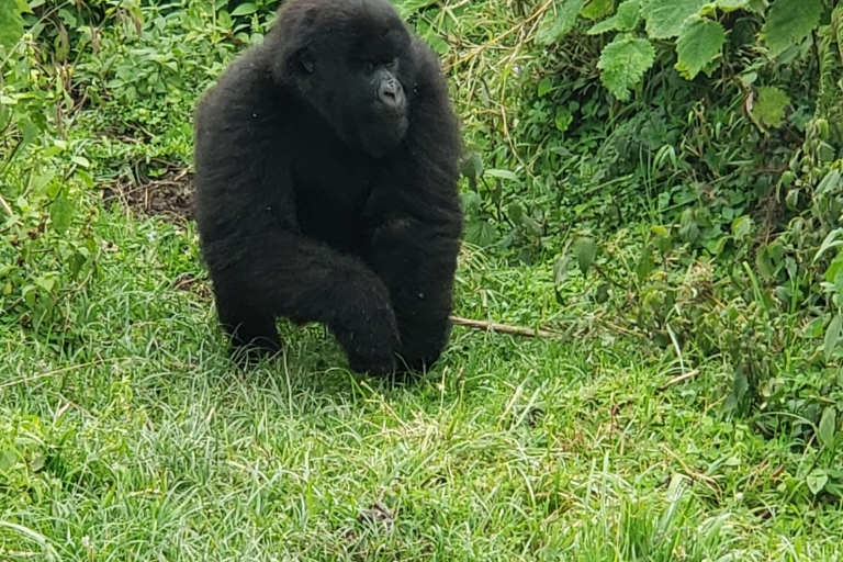 From Kigali: 2-Day Virunga Volcanoes Park Gorilla Trek Rwanda: 2 Days Mountain Gorilla Trekking Safari
