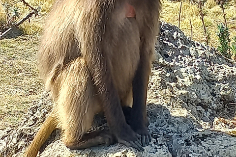 Etiopia Najlepsze 16-dniowe wycieczki, trekking w góry, wulkan, plemiona16 dni góry Simien, depresja Danakil, plemię Omo Vallely