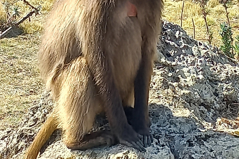 Etiopia Najlepsze 16-dniowe wycieczki, trekking w góry, wulkan, plemiona16 dni góry Simien, depresja Danakil, plemię Omo Vallely