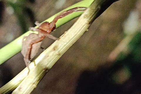 Tour nocturno por el Camino de las Tarántulas de Cahuita