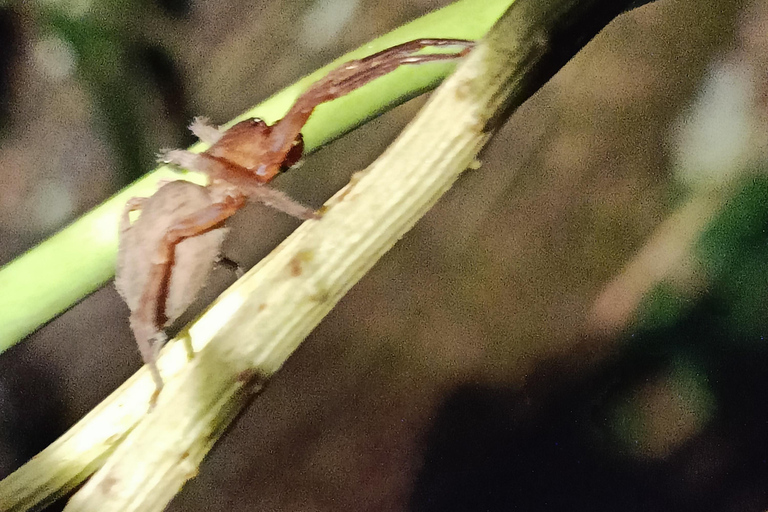 Tour nocturno por el Camino de las Tarántulas de Cahuita