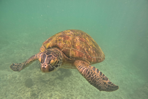 Mirissa: snorkeling privato con le tartarughe e tour fotograficoMirissa: Private Turtle Snorkeling and Photography Tour
