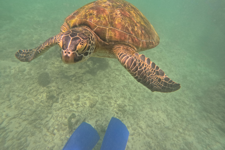 Mirissa: snorkeling privato con le tartarughe e tour fotograficoMirissa: Private Turtle Snorkeling and Photography Tour
