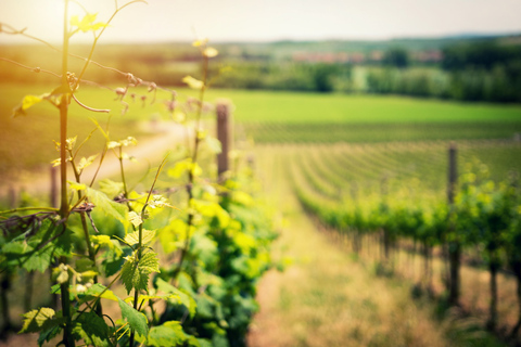 Desde Nápoles: Pompeya y tour de cata de vinosTour en inglés/italiano