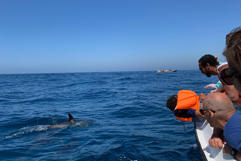 Dolphin Watching in Arrábida Natural Park