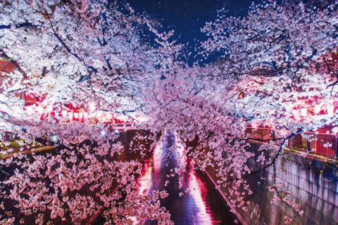 Tokyo: Sky Lunch, Ueno Cherry Blossom & Meguro Night Trip