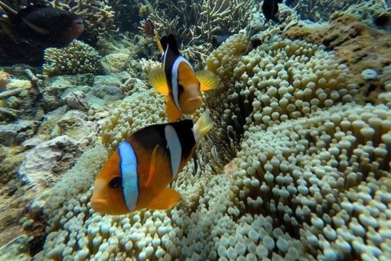 Bali : plongée avec tuba dans deux sites du Blue Lagoon, avec déjeuner et transportSnorkeling à deux sites dans le lagon bleu, rendez-vous au lieu de rendez-vous.