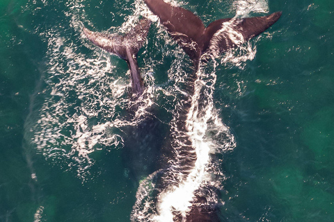 From Cape Town: Half Day Hermanus Whale Watching & Exploring