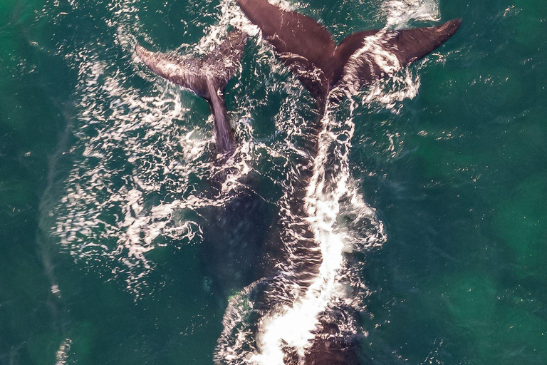 From Cape Town: Half Day Hermanus Whale Watching & Exploring