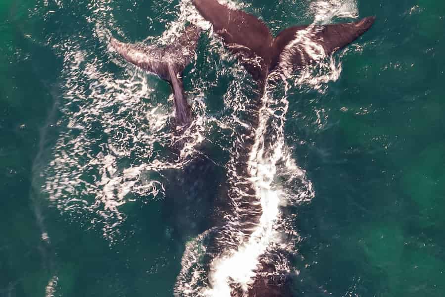 Ab Kapstadt: Halbtägiges Whale Watching & Pinguine in Hermanus. Foto: GetYourGuide Ab Kapstadt: Halbtägiges Whale Watching & Pinguine in Hermanus. Foto: GetYourGuide