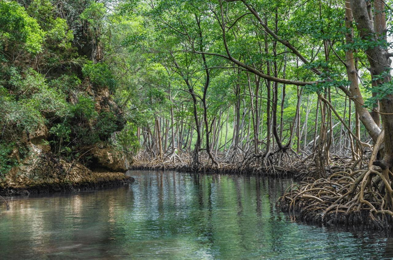 Nationalpark Los Haitises: Bootstour und Höhlenbesichtigung