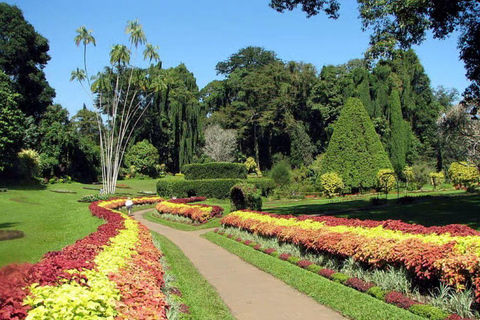 From Colombo/Negombo: Kandy ,Pinnawala ,Tea Factory Day Tour