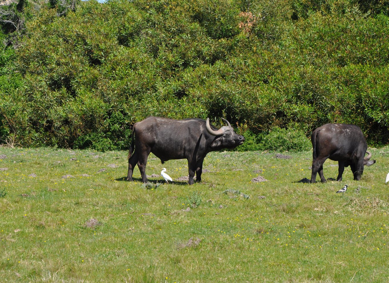 Port Elizabeth: Byrundvisning og dyrelivssafari i 4x4