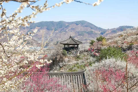 Seul/Busan: Excursão de um dia pelo Festival da Ameixa em Flor de Gwangyang