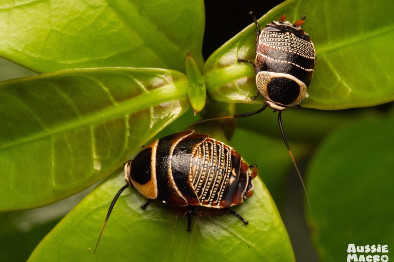 Cairns: Insect Photography Tour door de botanische tuinen van Cairns