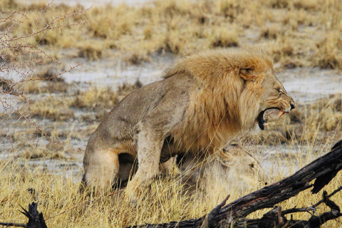 Windhoek: 3-Day Guided Safari in Etosha with Lodge