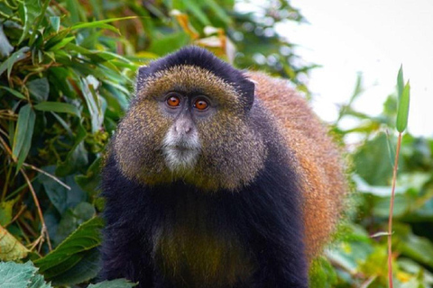From Kampala: 2-Day Golden Monkey Trek in Mgahinga NP