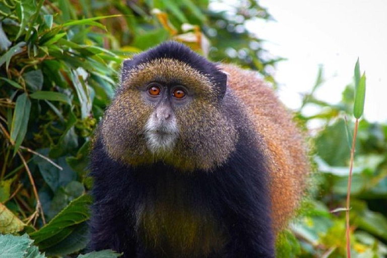 From Kampala: 2-Day Golden Monkey Trek in Mgahinga NP