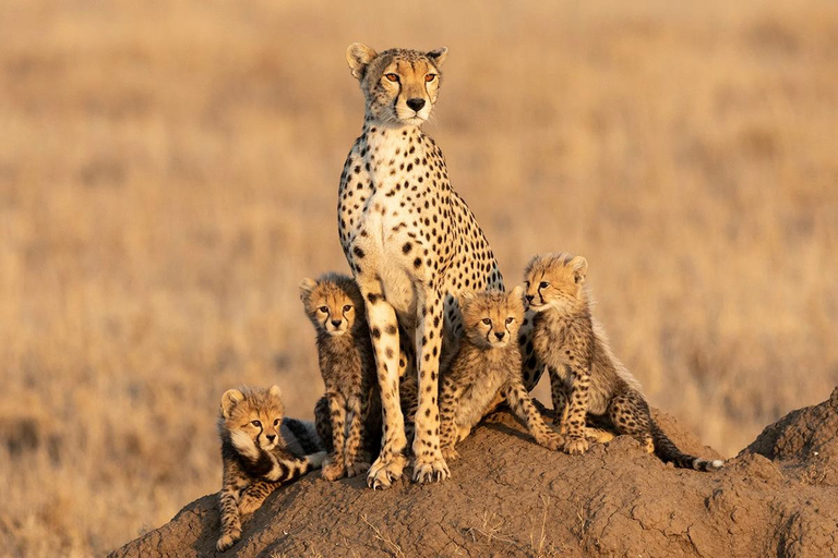 Tansania: 6-tägige Safari-Abenteuerreise mit Wildtieren und KulturTansania: 6 Tage Safari-Abenteuer mit Wildtieren und Kultur