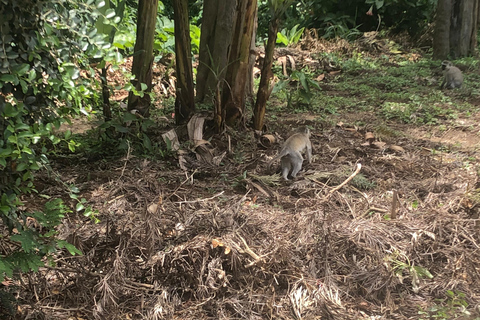 Arusha-Wanderung: Napuru-Wasserfälle