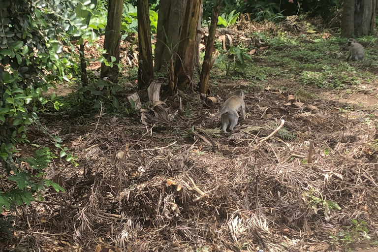 Arusha-Wanderung: Napuru-Wasserfälle