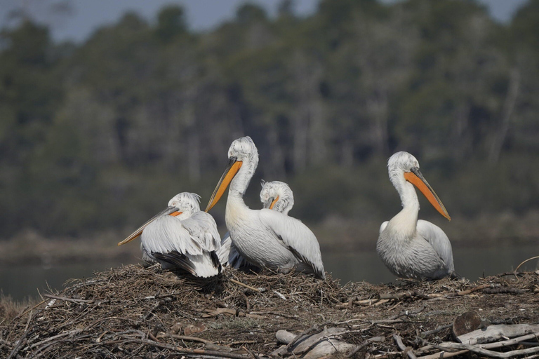 Durrës: Divjakë Agriculture & Karavasta Lagoon Boat Day Trip