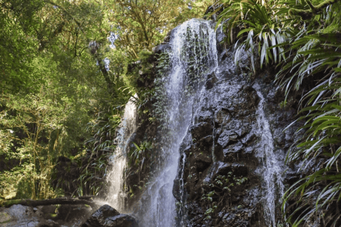 Eumundi Markets & Noosa Hinterland Day Tour from Brisbane