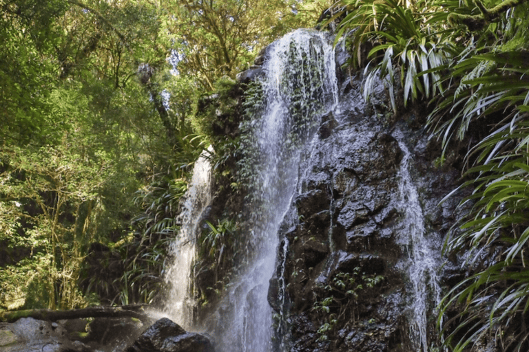 Eumundi Markets & Noosa Hinterland Day Tour from Brisbane