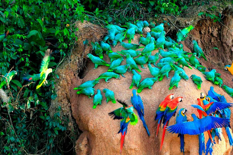 Découvrez le festival de la plume à l&#039;argilière de Chuncho