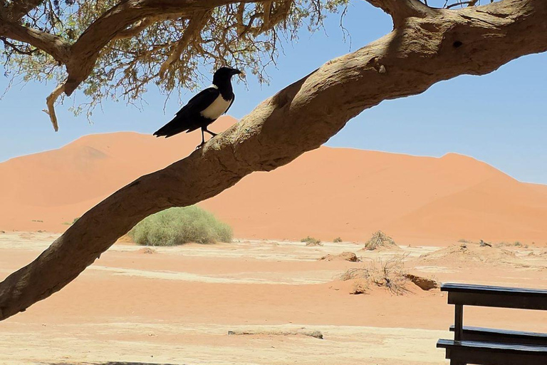 From Swakopmund: 2-Day Sossusvlei Scenic Journey (1 Night)