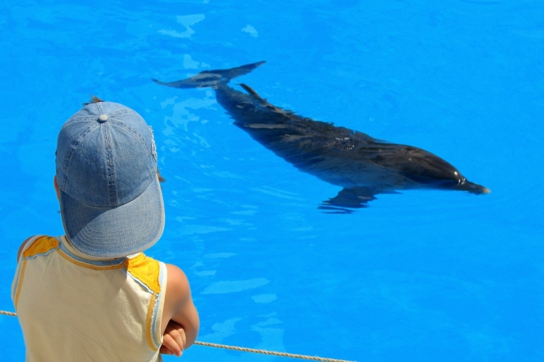 Sahl Hasheesh: Delfinbeobachtung und Schnorcheltour mit Mittagessen