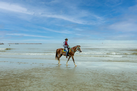 Auckland: Beach & Dune Horse Trek for Beginner Riders Auckland: 1-hr Beach & Dune Horse Trek for Beginner Riders