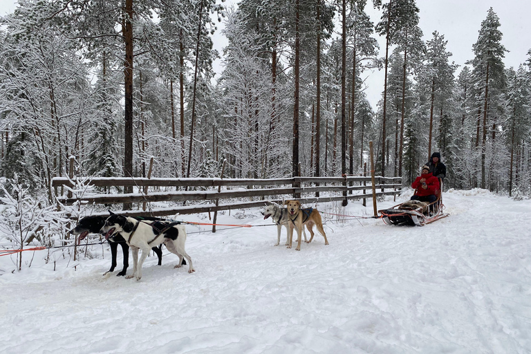 Rovaniemi: Santa Claus Village Tour Huskies &amp; Renar Besök