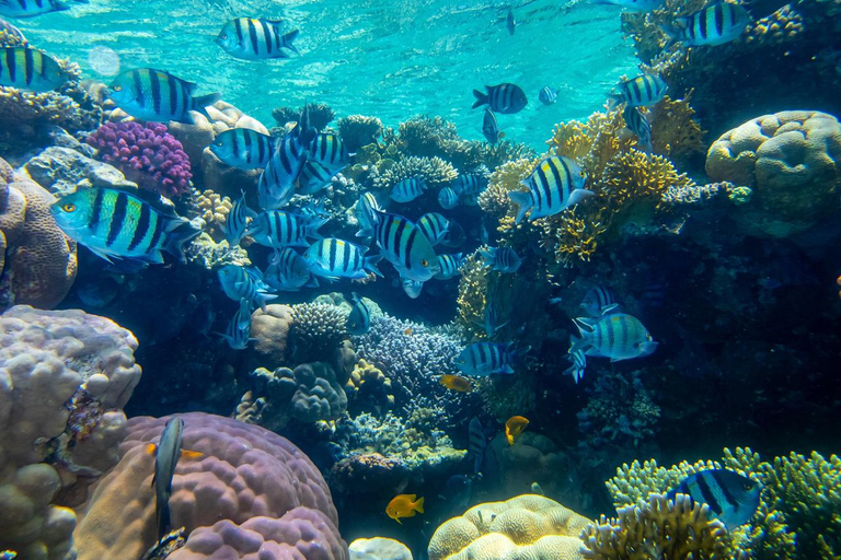 Marsa Alam: Dolphin House Adventure at Shaab Samadai Reef