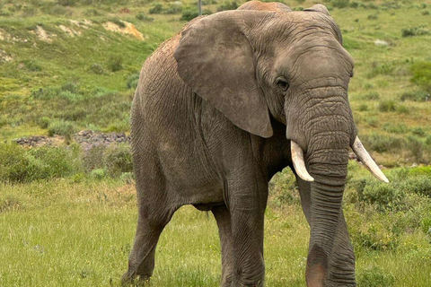 Kaapstad Big 5 Safari-dagtour met ophaalservice vanaf je hotel en GameDriveBeleef een spannende Big-5 safari in Kaapstad