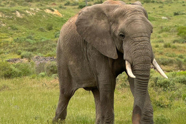 Kaapstad Big 5 Safari-dagtour met ophaalservice vanaf je hotel en GameDriveBeleef een spannende Big-5 safari in Kaapstad