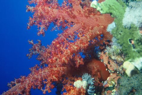 Private: Punta Cana: Reef Diving Adventure with Hotel Pickup