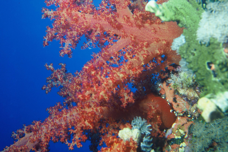 Private: Punta Cana: Reef Diving Adventure with Hotel Pickup