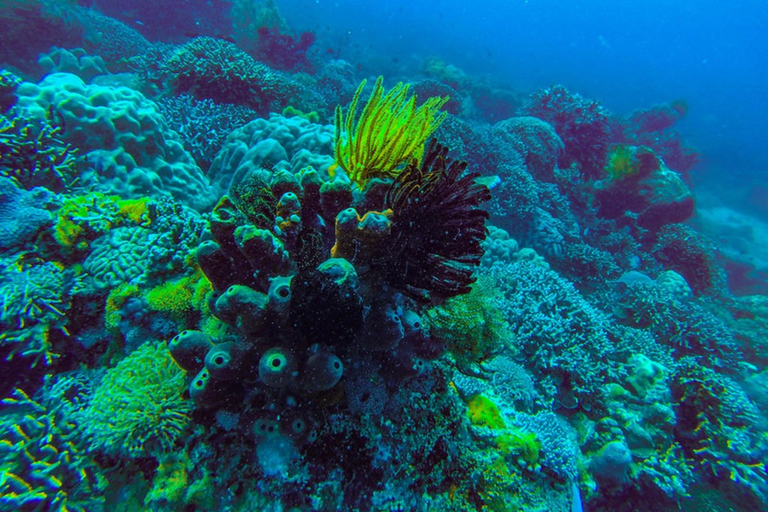 Zanzibar: Mnemba Island Snorkeling with Transfer & Lunch Zanzibar: Mnemba Island Snorkeling with Transfer & Lunch