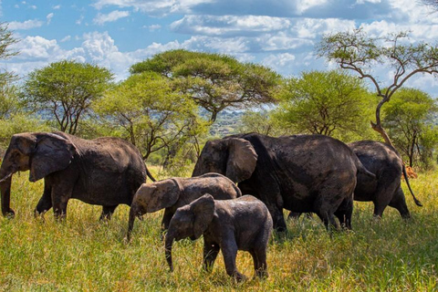 Paquete de 7 días de Safari por la Fauna de Kenia y Diani Beach SGR