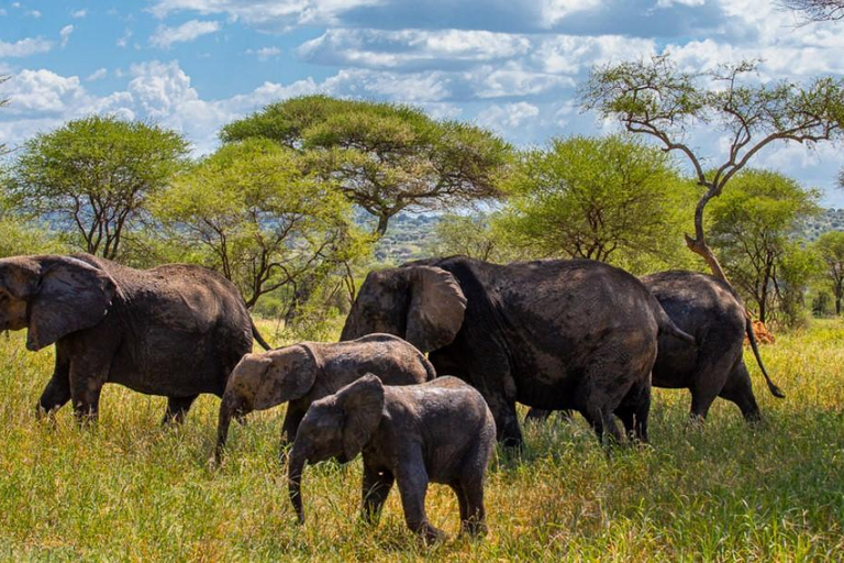 7 dagars safari med vilda djur i Kenya och Diani Beach SGR-paket