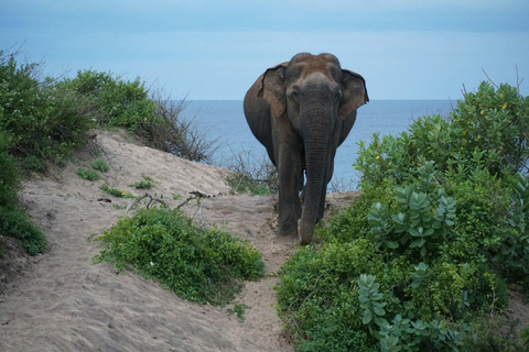 Yala: Private Safari with Local Return or Ella Transfer South Coast Pickup: Yala Safari & Ella Hotel Drop-Off