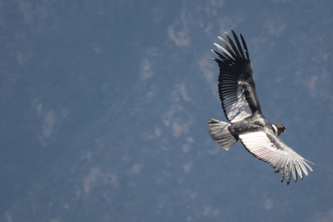 Cruz del Cóndor: a two-day guided tour from Puno Condor's Cross: a two-day guided tour from Puno