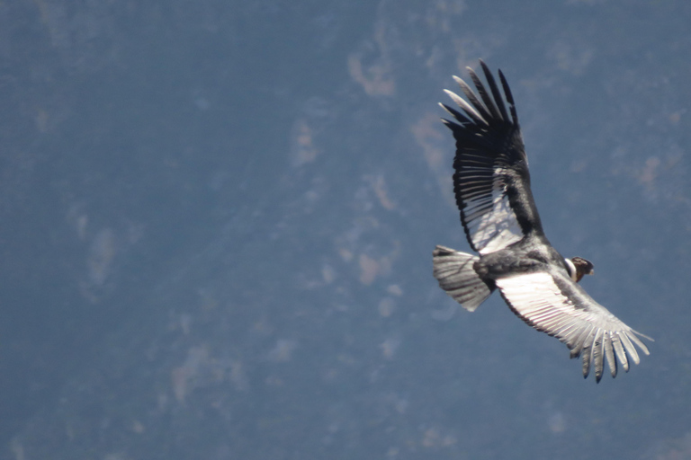 Cruz del Cóndor: a two-day guided tour from Puno Condor's Cross: a two-day guided tour from Puno