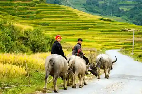 From Hanoi: 5-Day Northern Sapa, Ninh Binh & Halong Bay Tour
