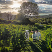 Dingle: HIdden Peninsula Photo And Sightseeing Tour